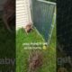 Woman Helps Baby Deer Reunite With Its Mother