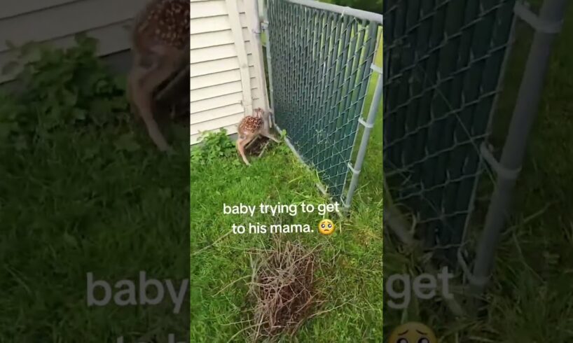 Woman Helps Baby Deer Reunite With Its Mother