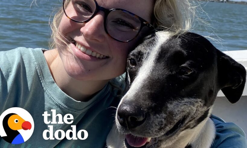 Woman On Roadtrip Rescues A Dog From A Shell Gas Station | The Dodo