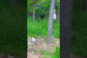 anak anjing lucu #funny #shorts
