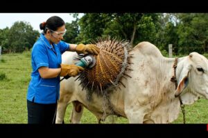 animal rescue :Incredible Rescue of Cow Trapped by Mysterious Giant Shell