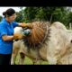 animal rescue :Incredible Rescue of Cow Trapped by Mysterious Giant Shell