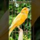 bird sounds | singing birds | canary singing #animals #birds #bird