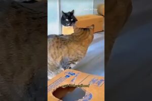 cat playing in cardboard box #cat #shorts #catvideos #funny #pets #animals #cutecat #kitten