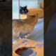 cat playing in cardboard box #cat #shorts #catvideos #funny #pets #animals #cutecat #kitten
