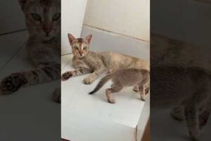 cat playing #youtubeshorts #shortsvideo #viral #animals #nature