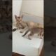 cat playing #youtubeshorts #shortsvideo #viral #animals #nature