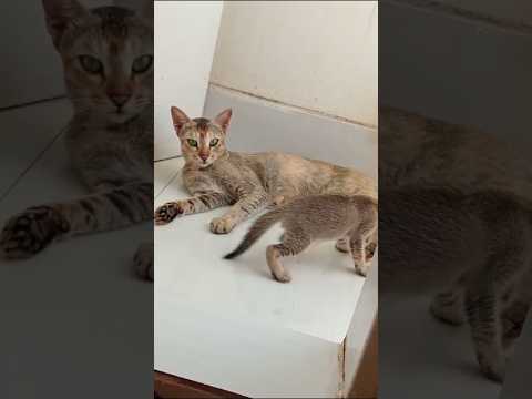 cat playing #youtubeshorts #shortsvideo #viral #animals #nature