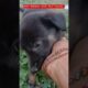 cuet#cute#puppies#cat#babypet#birds