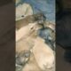 cute dog #doglover#puppy #labrador #shortvideo #