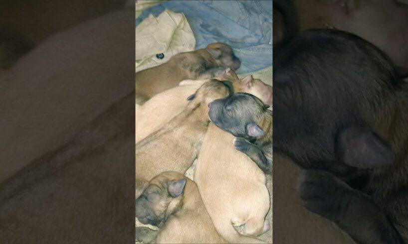 cute dog #doglover#puppy #labrador #shortvideo #