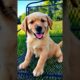cute golden retriever puppy barking and playing outdoor #puppy #dog #barking #pets #trending #shorts
