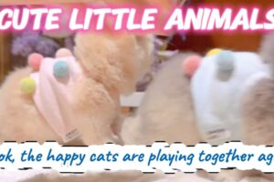 cute little animals | Look, the happy cats are playing together again......