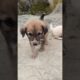 cute puppies 😍😍😍