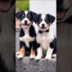 cute puppies barking adorable video #puppy #dog #dogvideos #pets #barking #cuteanimals #dogs #shorts