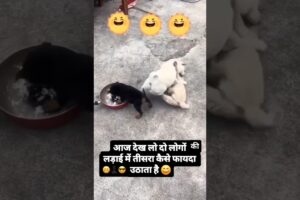 cute puppies fighting 😁#puppy#cutedog#funny #trending #doggielife #dogapparel #adoptstrays