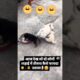 cute puppies fighting 😁#puppy#cutedog#funny #trending #doggielife #dogapparel #adoptstrays