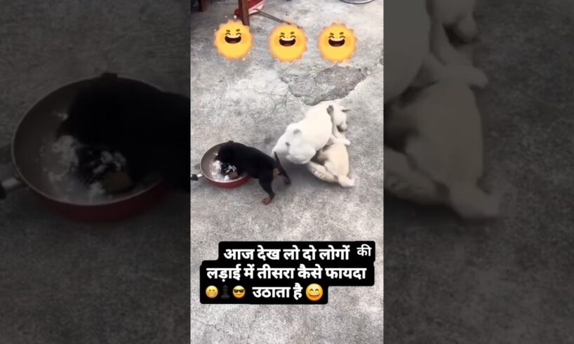 cute puppies fighting 😁#puppy#cutedog#funny #trending #doggielife #dogapparel #adoptstrays