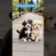 cute puppies playing adorable video #puppy #cute #cutedog #dog #pets #animals #shorts#