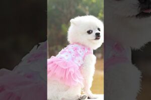 cute puppies #puppies #aquaticpets #cutedogs #puppylove #pets #petsrule #cutedoggies