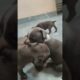 cute puppies #puppy #puppies #cuteanimal #americanbully