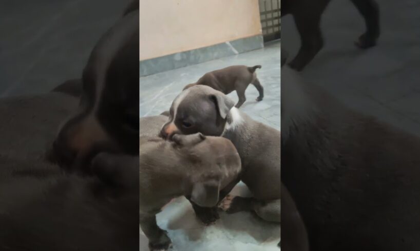 cute puppies #puppy #puppies #cuteanimal #americanbully