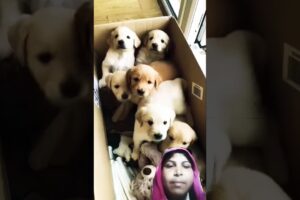 cute puppies #puppy #puppies #cuteanimals #youtubeshorts #cute 🐕🐕#shortsfeed
