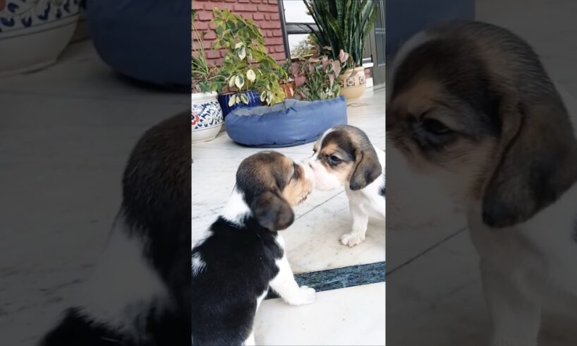 cute puppies sounds #cutedogs #doglovers #pets