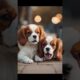 cute puppies #trending #puppy #viral #love #dog #viralshort #trendingshorts #cutebaby #cute #new