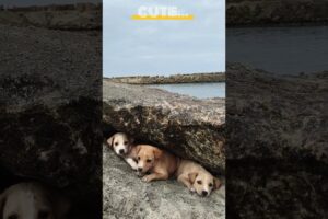 # cute puppies#millas #vlogwithsohelvillagelifestyleinbangladeshbeautiful