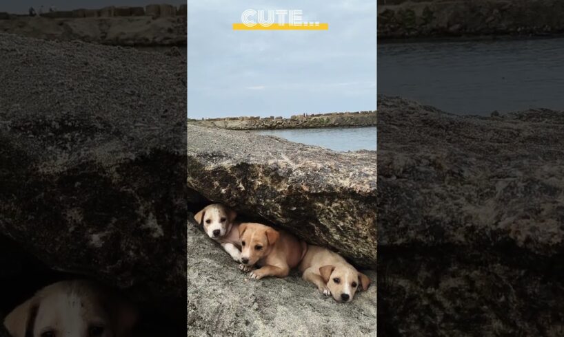 # cute puppies#millas #vlogwithsohelvillagelifestyleinbangladeshbeautiful