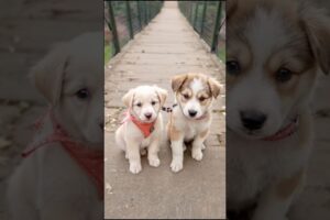 cute puppy video #puppy #cute #cutedog #dog #funny #animals #shorts