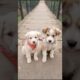 cute puppy video #puppy #cute #cutedog #dog #funny #animals #shorts