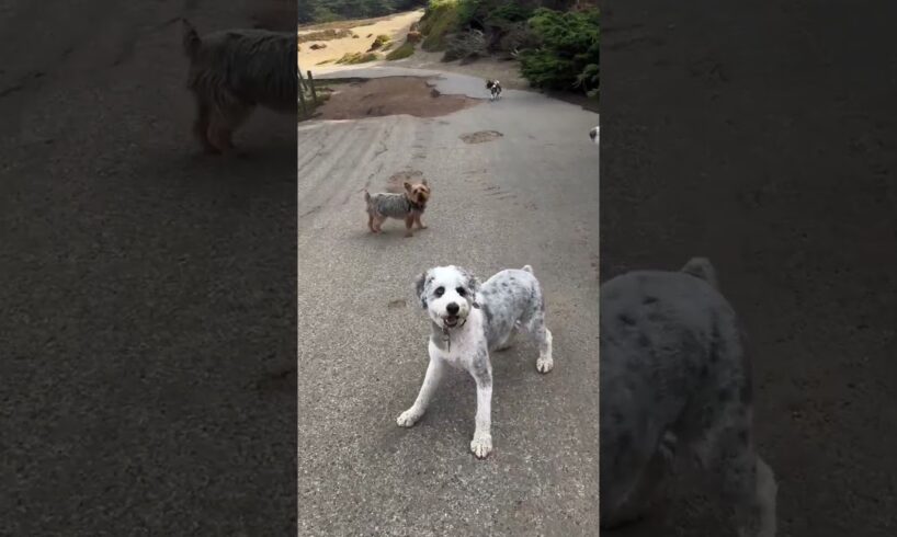 cutest dogs in india ✨💝 #doglife #dogtraining #animal #trending #shorts #status #video