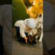 dog and child Rescued puppy before Being Stuck in hole!😨🐶👶