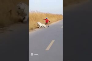 dog rescues boy from white tiger #shorts  #marvel #rescueefforts #cute #animals #animalintelligence