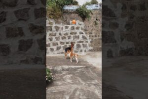 dogs  playing balloons 🥰 short sfeed #youtube #dog lover's, animal's lovers ❤🥰
