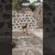 dogs  playing balloons 🥰 short sfeed #youtube #dog lover's, animal's lovers ❤🥰