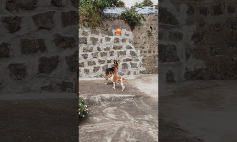 dogs  playing balloons 🥰 short sfeed #youtube #dog lover's, animal's lovers ❤🥰