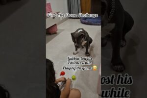 #funny #dogs #americanbully #animals #pets #challenge #cute #funnyshorts #reels #gabbar #play #trick