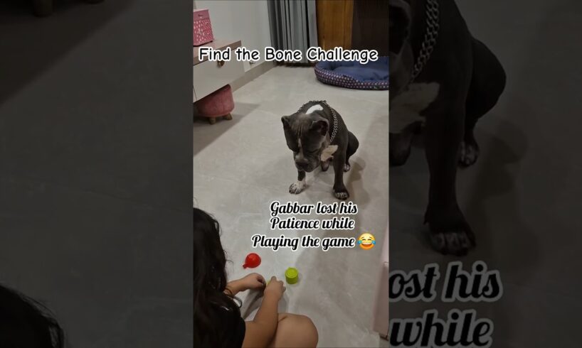 #funny #dogs #americanbully #animals #pets #challenge #cute #funnyshorts #reels #gabbar #play #trick