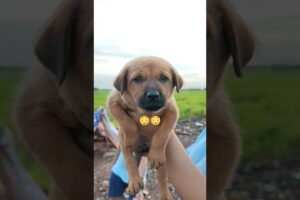 healthy puppies cute puppies 😍😍 #ytshorts #doglover #viral video