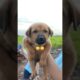 healthy puppies cute puppies 😍😍 #ytshorts #doglover #viral video