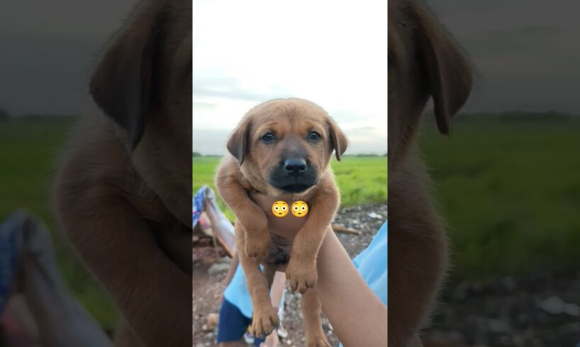 healthy puppies cute puppies 😍😍 #ytshorts #doglover #viral video