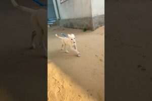 labrador puppy retriever puppies#animal life #shotfeed #shorts #catmeowarea