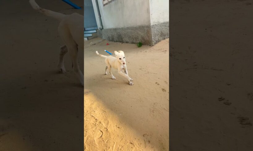 labrador puppy retriever puppies#animal life #shotfeed #shorts #catmeowarea