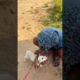 labrador puppy retriever puppies#animal life #shotfeed #shorts #catmeowarea ​⁠​⁠