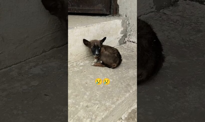 maa ❤️ #adoptstrays #love #cute #puppies #youtubeshorts #feed #dog