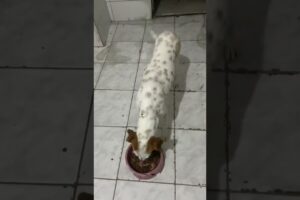 #modapet #pets #fofurinhasdali #funny #petsfofinhos #cute #puppy #petlover #labrador