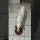 #modapet #pets #fofurinhasdali #funny #petsfofinhos #cute #puppy #petlover #labrador